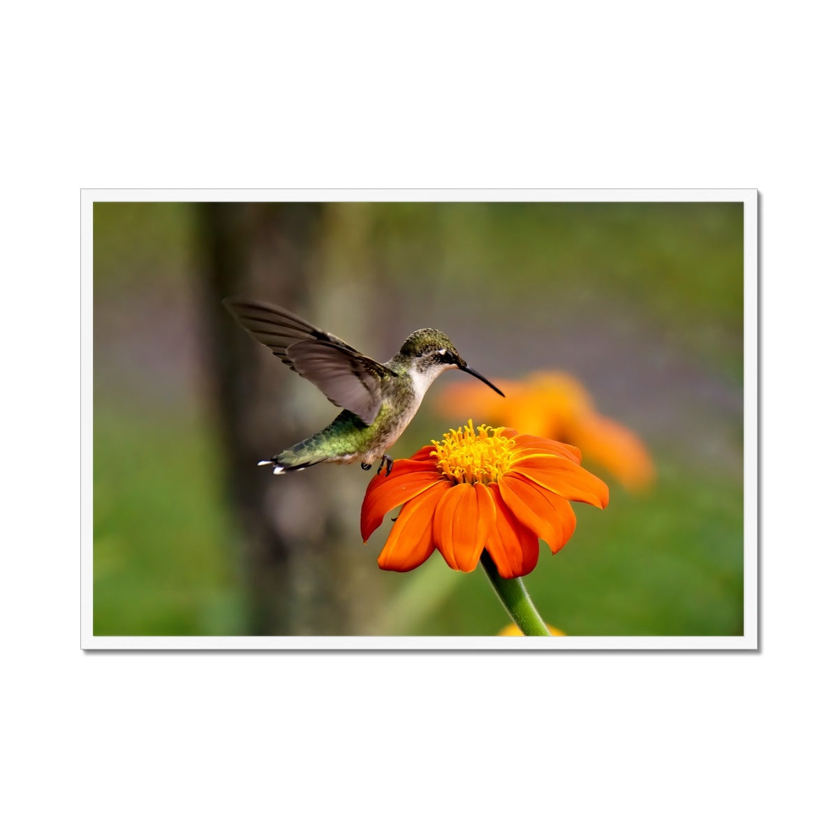 Hummingbird Orange Flower Framed Print