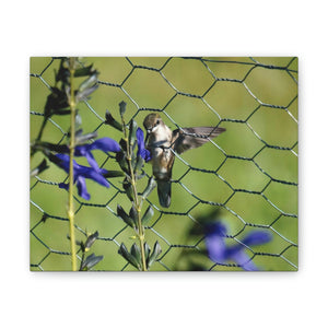 Fence Feeder Hummingbird Canvas Stretched, 0.75"