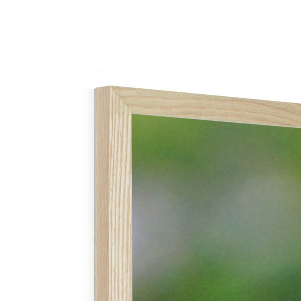 Hummingbird Buds Framed Print