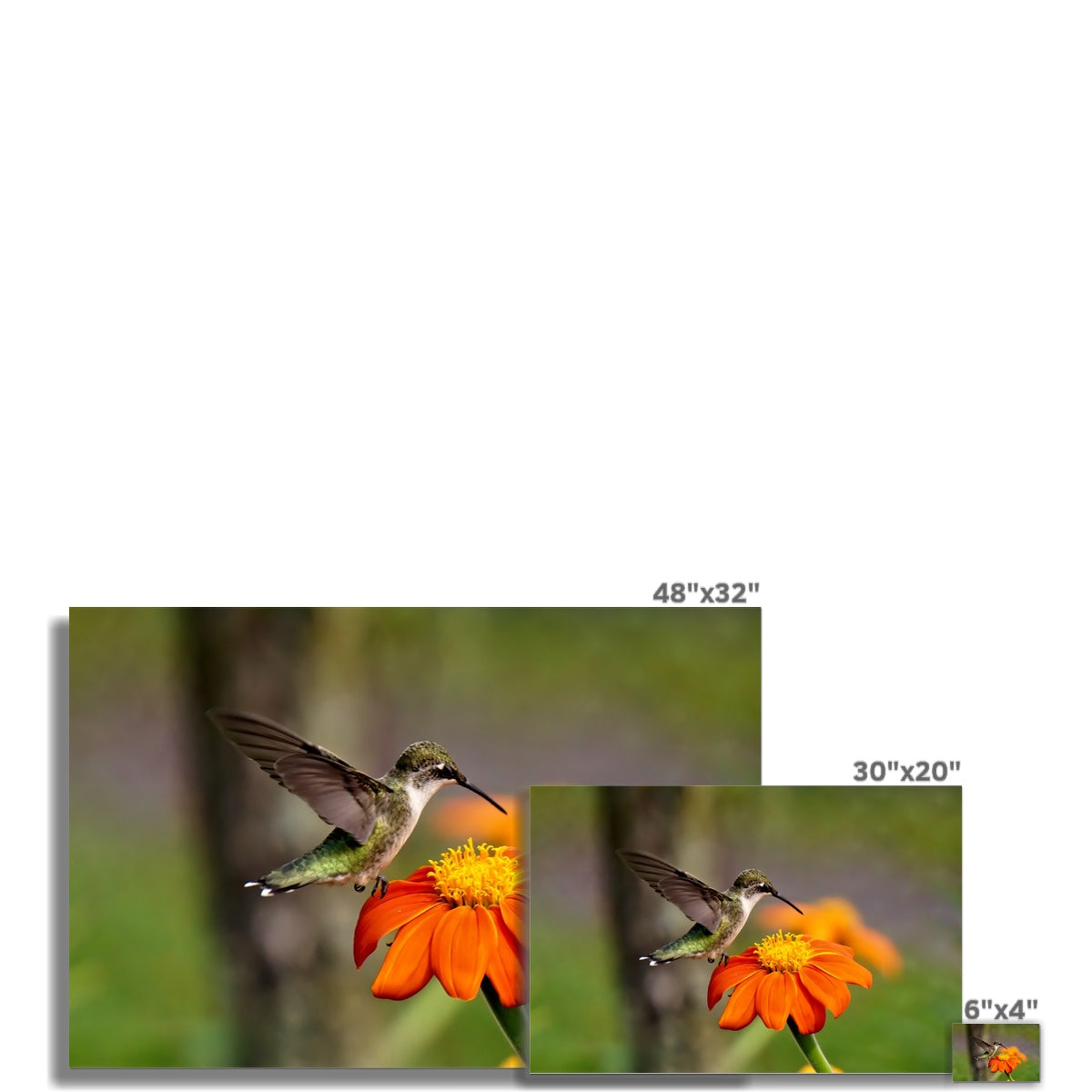 Hummingbird Orange Flower Rolled Eco Canvas