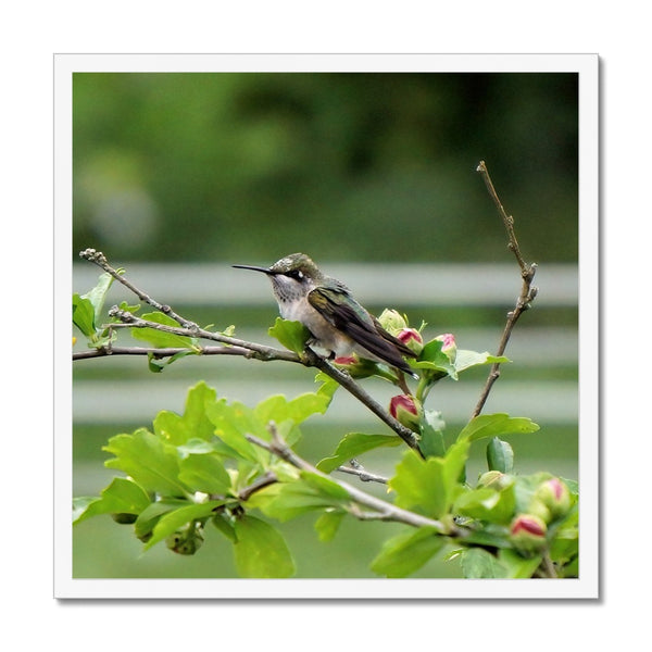 Hummingbird Buds Framed Print