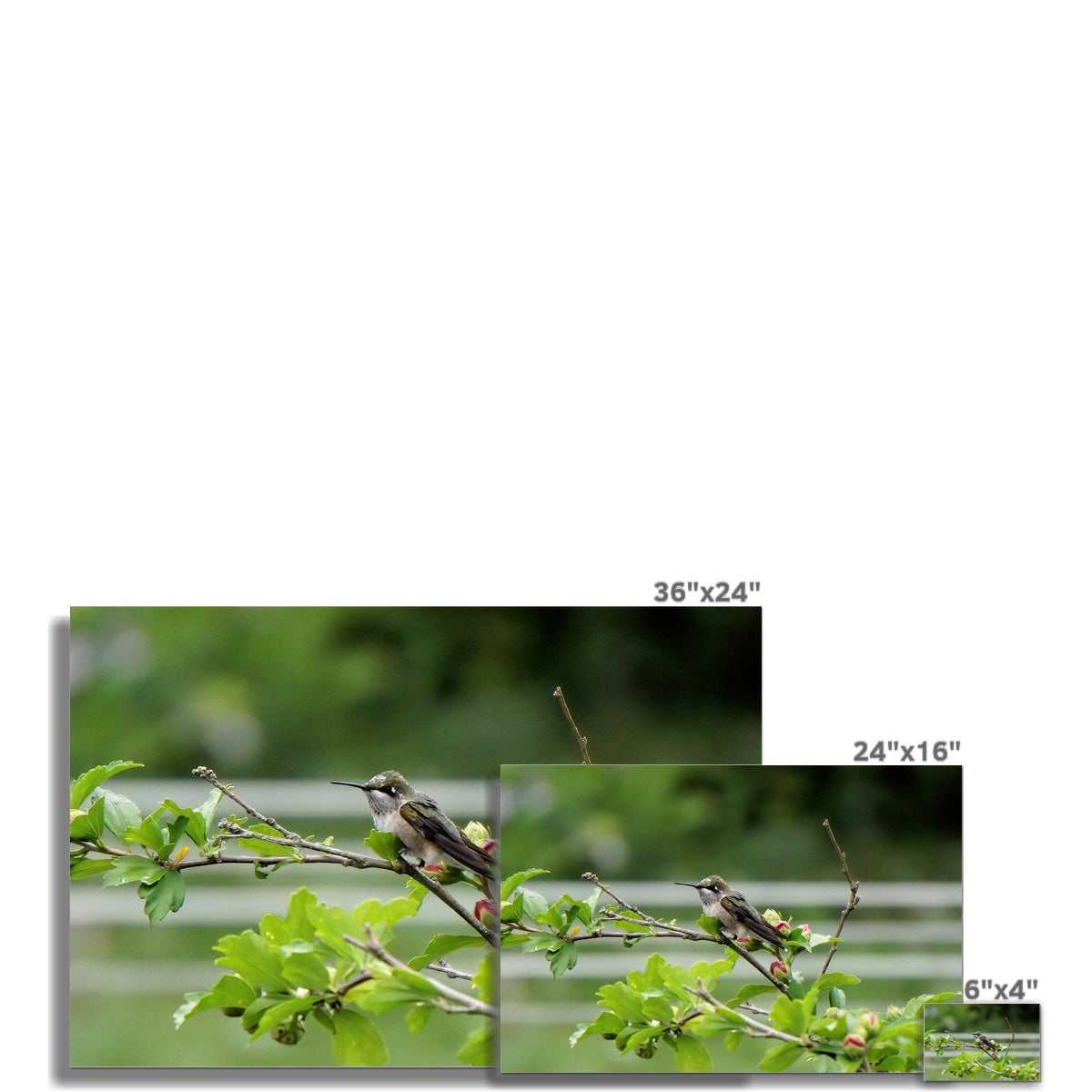 Hummingbird Buds Rolled Canvas