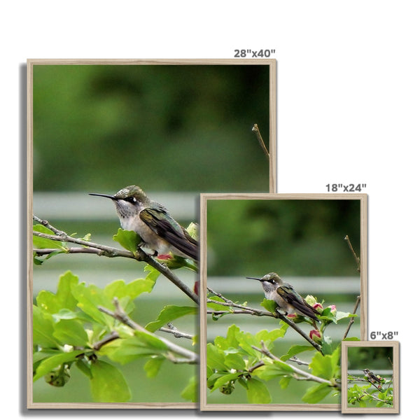 Hummingbird Buds Framed Print
