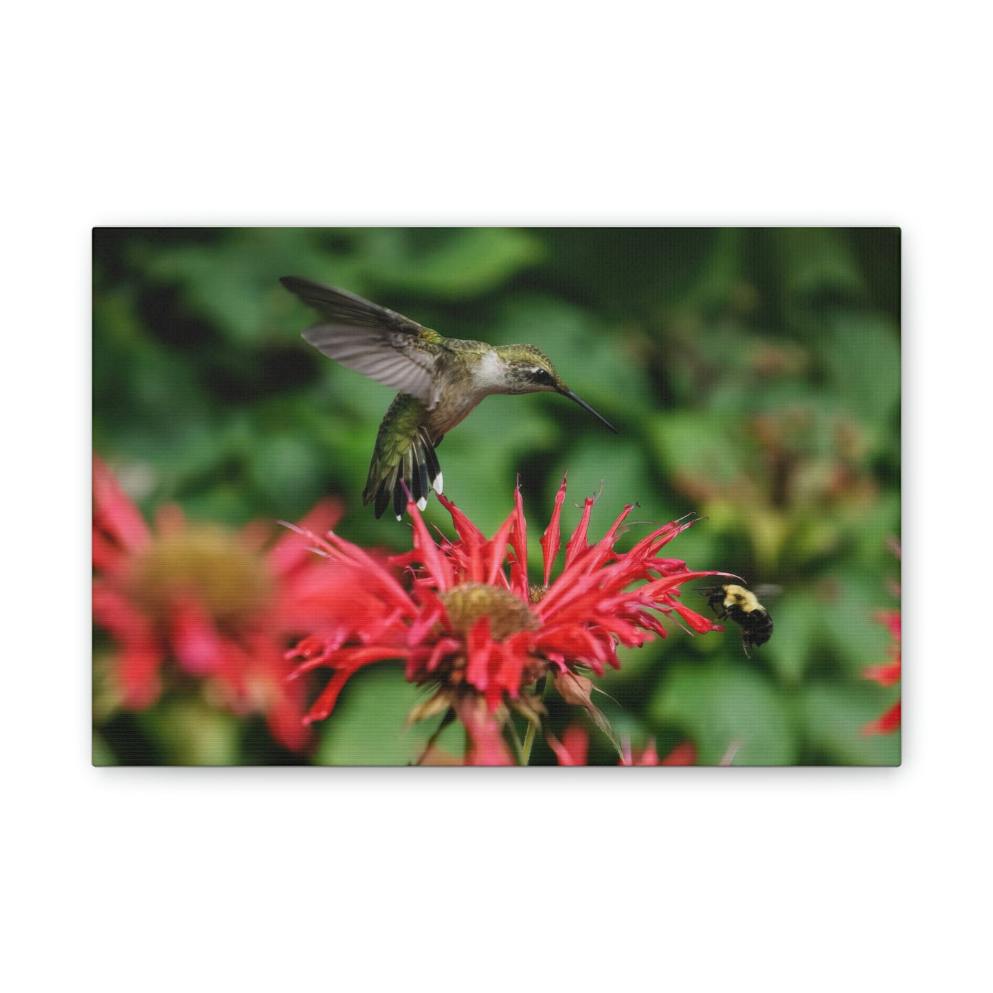Hummingbird Stare Canvas Stretched, 0.75"