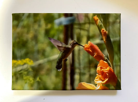 Orange Glad Tidings Joy Gallery 5x7 Canvas