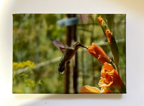 Orange Glad Tidings Joy Gallery 5x7 Canvas