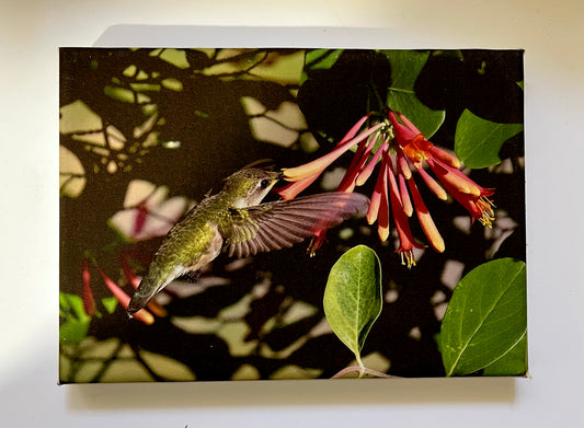 Sweet Honeysuckle Gallery 5x7 Canvas