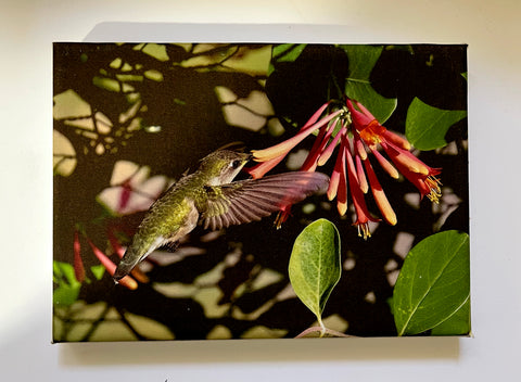 Sweet Honeysuckle Gallery 5x7 Canvas