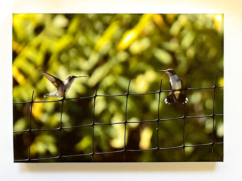 Wings on a Wire Gallery 5x7 Canvas