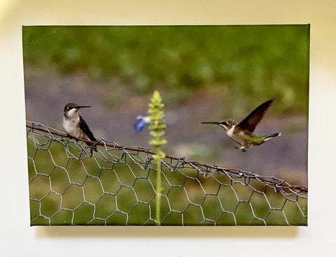 Happy Landing Gallery 5x7 Canvas