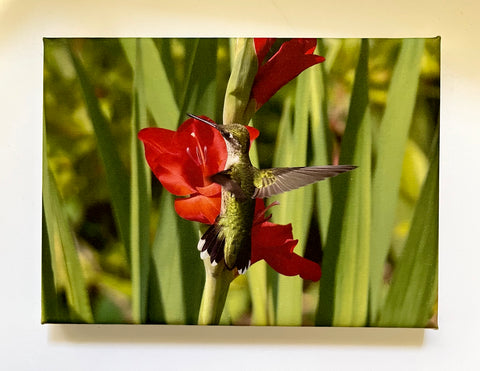 Big Hug Gallery 5x7 Canvas