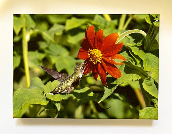 Garden Sunshine Gallery 5x7 Canvas