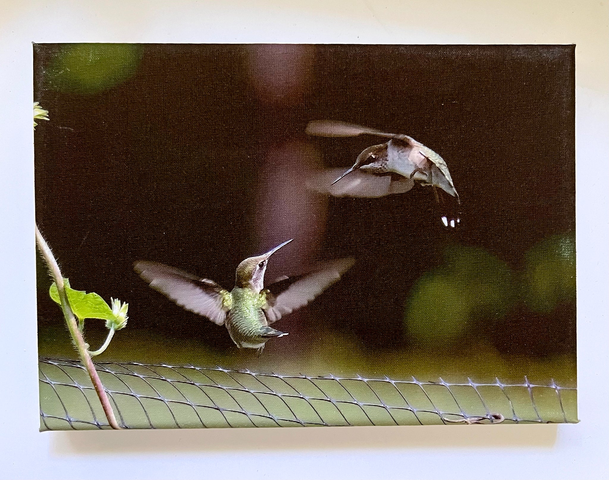 Playful Flight Gallery 5x7 Canvas
