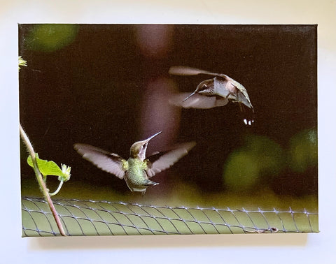Playful Flight Gallery 5x7 Canvas