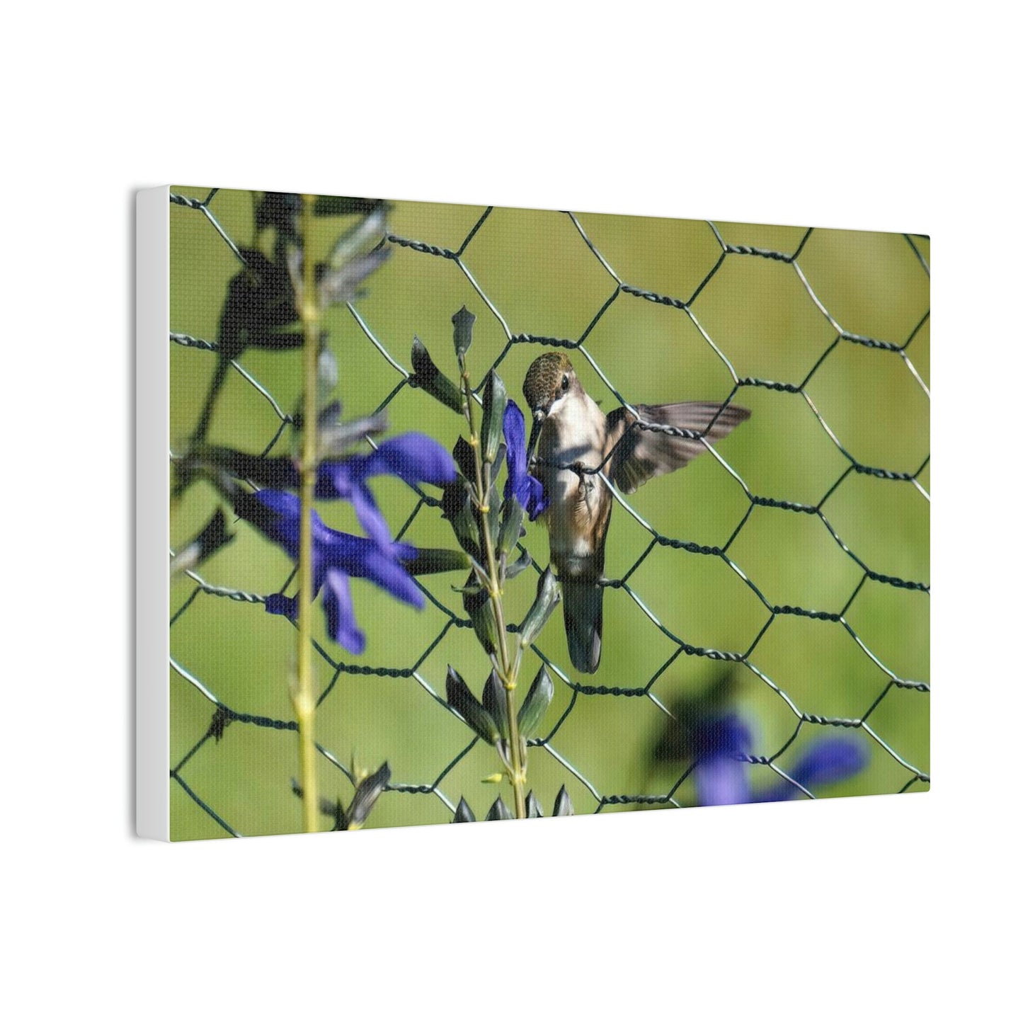 On the Fence Canvas Stretched, 0.75"