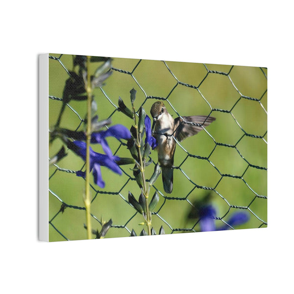 Fence Feeder Hummingbird Canvas Stretched, 0.75"