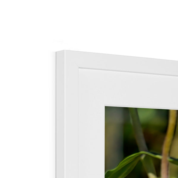 Hummingbird Hop Framed & Mounted Print