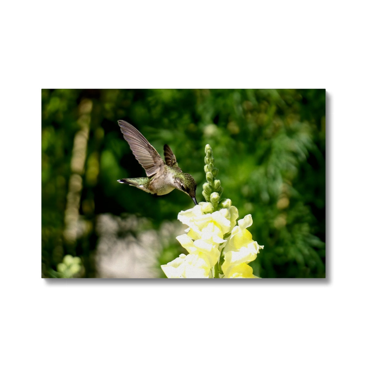 Snappy Light Hummingbirds Canvas