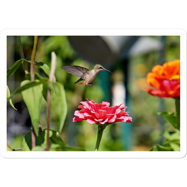 Hummingbird Hop Sticker