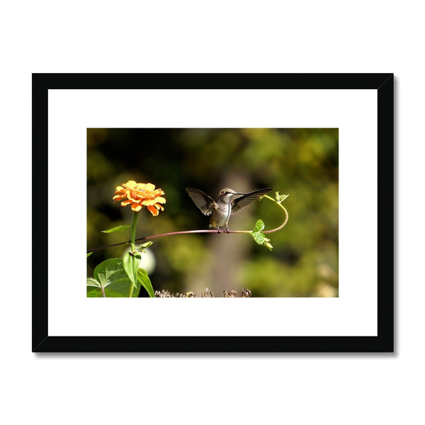 Hummingbird Stretch Framed & Mounted Print