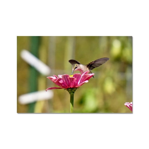 Hummingbird Hug Photo Art Print