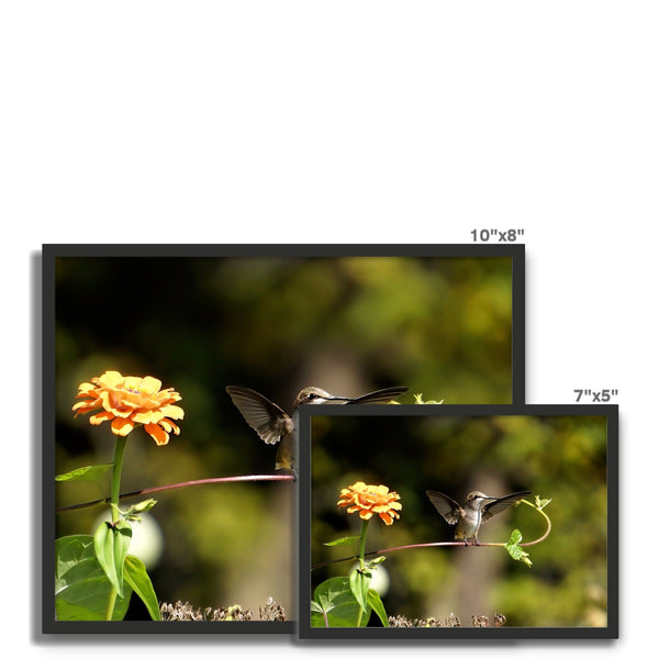 Hummingbird Stretch Framed Photo Tile