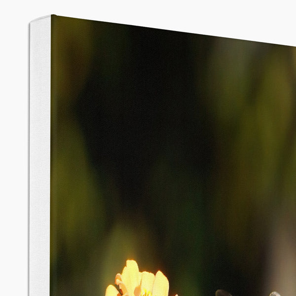 Hummingbird Stretch Canvas
