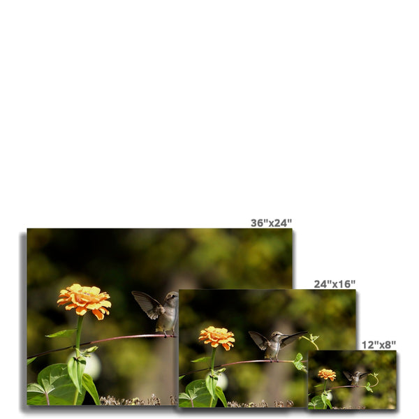 Hummingbird Stretch Canvas