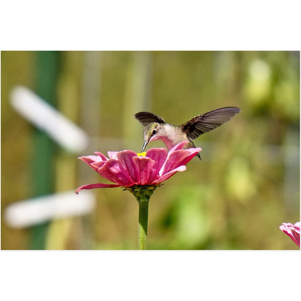 Hummingbird Hug Temporary Tattoo