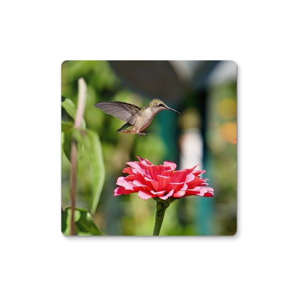 Hummingbird Hop Coaster