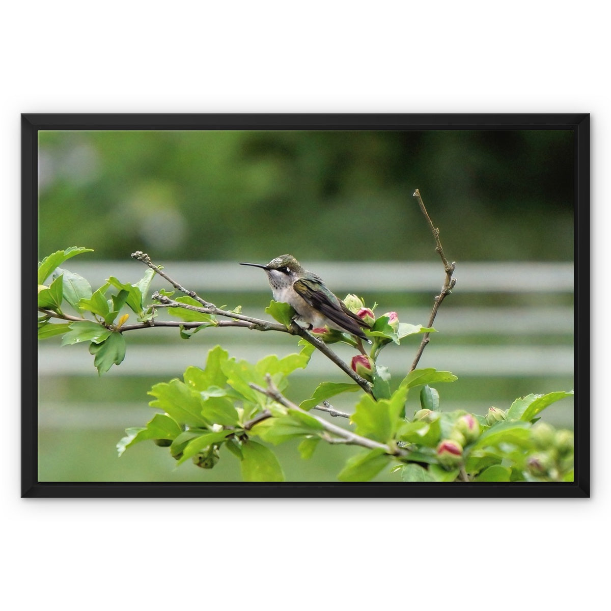 Hummingbird Buds Framed Canvas