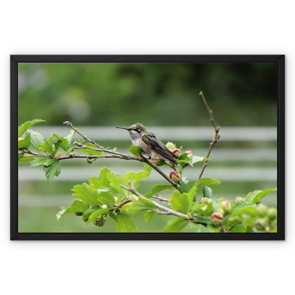 Hummingbird Buds Framed Canvas