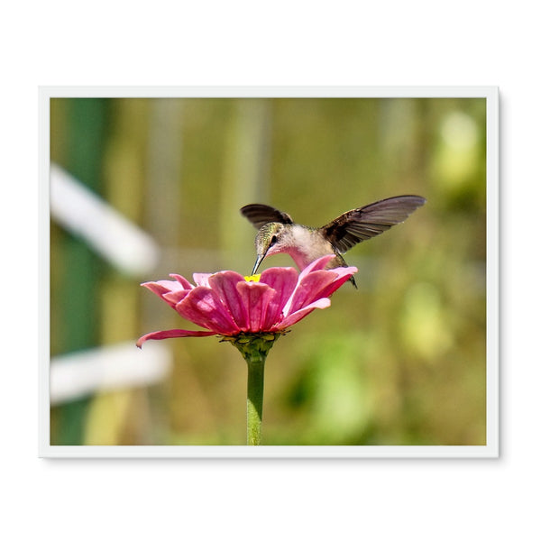 Hummingbird Hug Framed Photo Tile