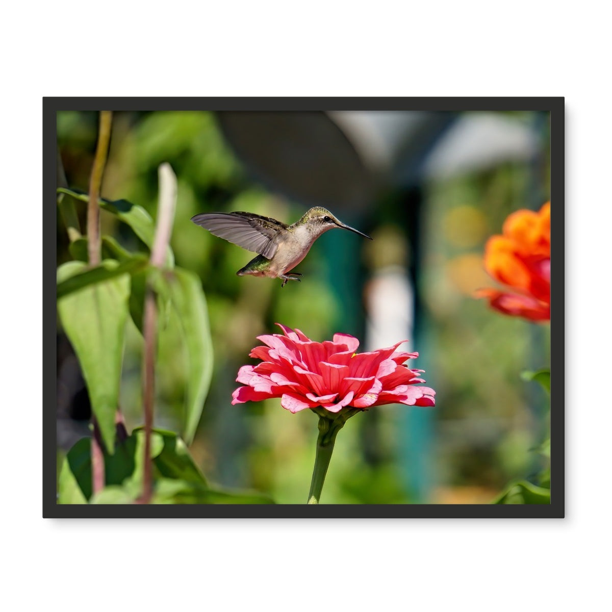 Hummingbird Hop Framed Photo Tile