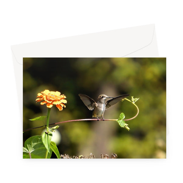 Hummingbird Stretch Greeting Card