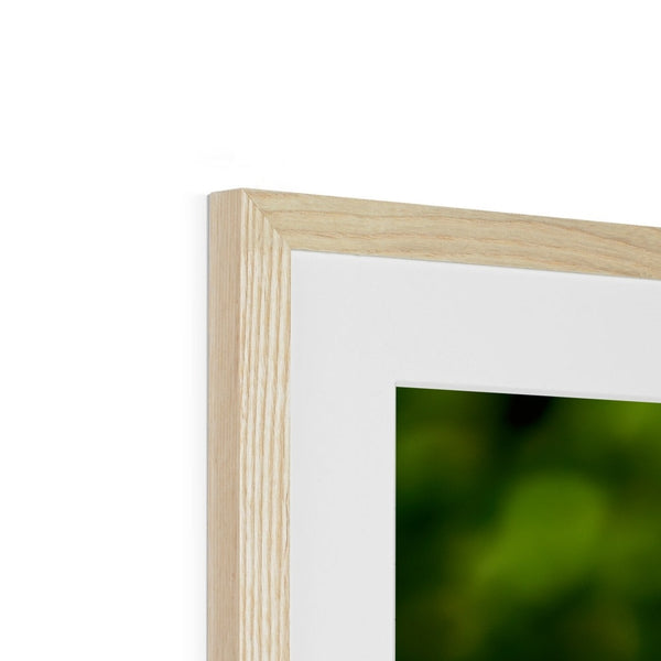 Snappy Light Hummingbirds Framed & Mounted Print