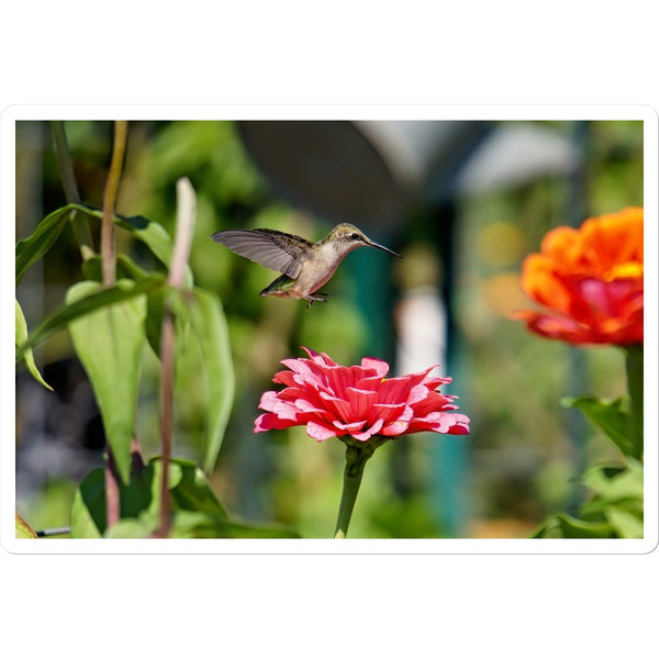 Hummingbird Hop Sticker