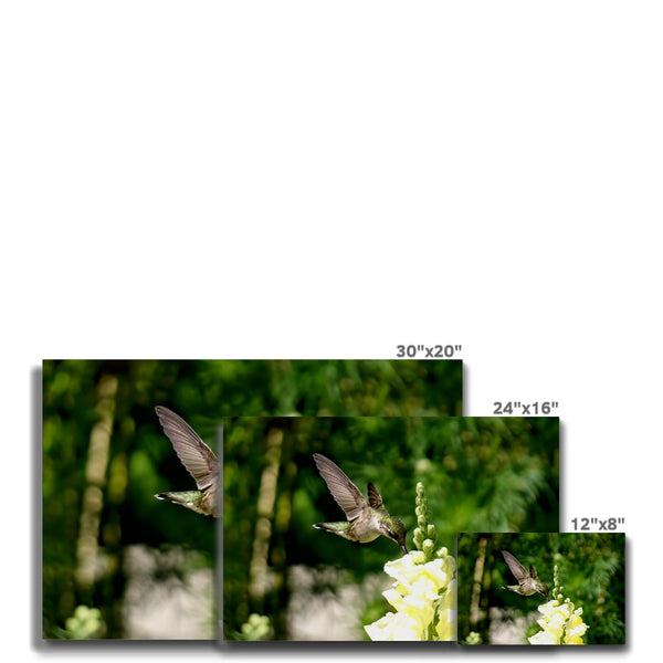 Snappy Light Hummingbirds Eco Canvas