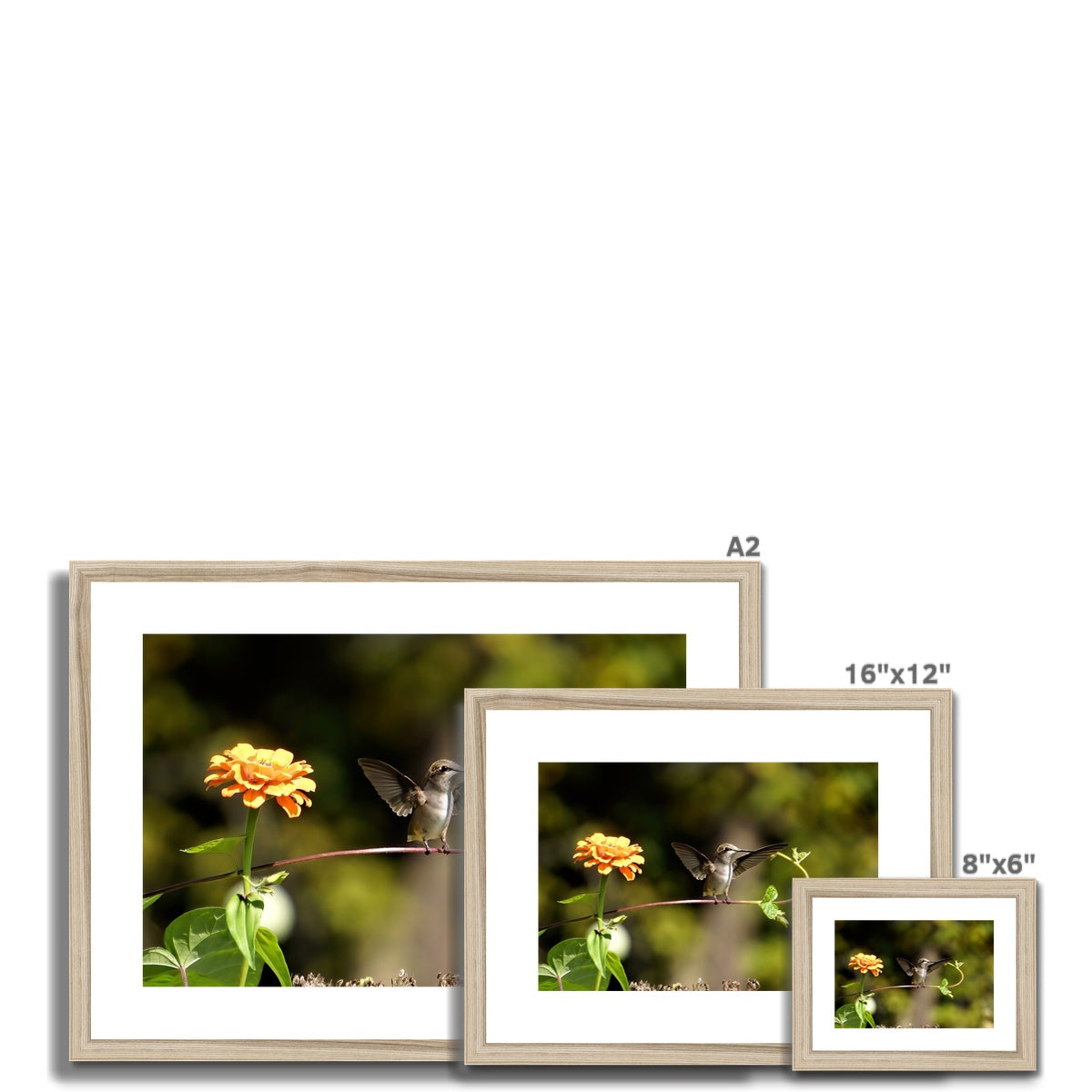 Hummingbird Stretch Framed & Mounted Print