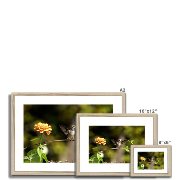 Hummingbird Stretch Framed & Mounted Print