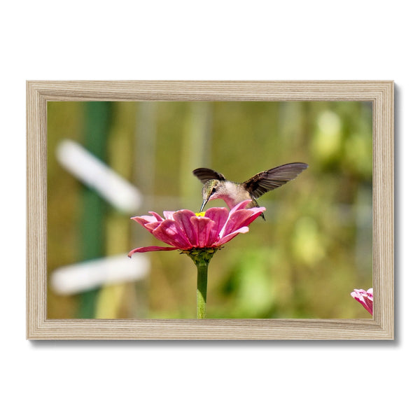 Hummingbird Hug Framed Print