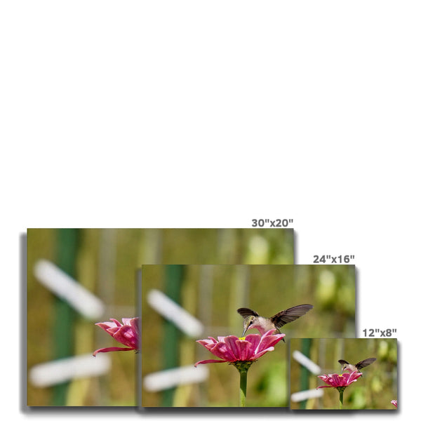 Hummingbird Hug Eco Canvas