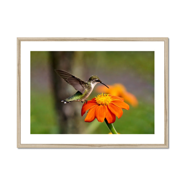 Hummingbird Orange Flower Framed & Mounted Print