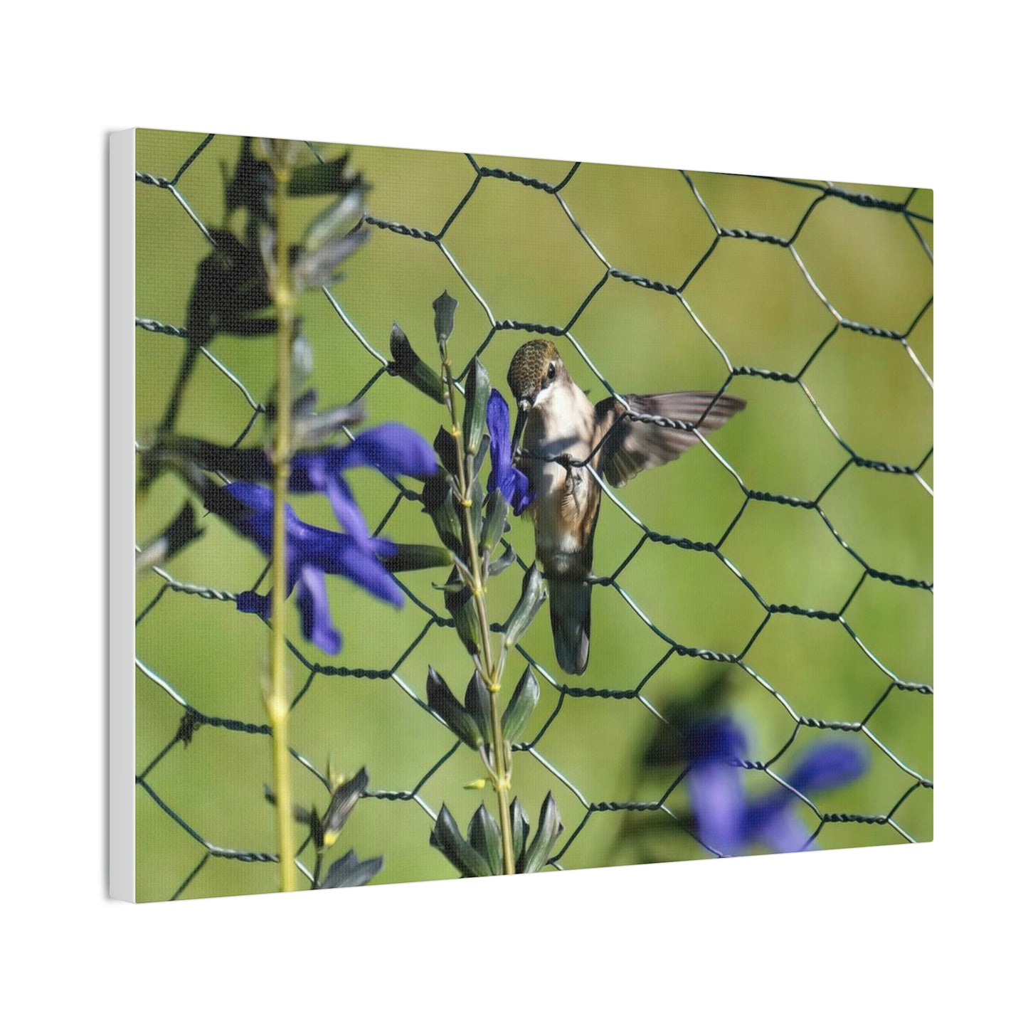 Fence Feeder Hummingbird Canvas Stretched, 0.75"