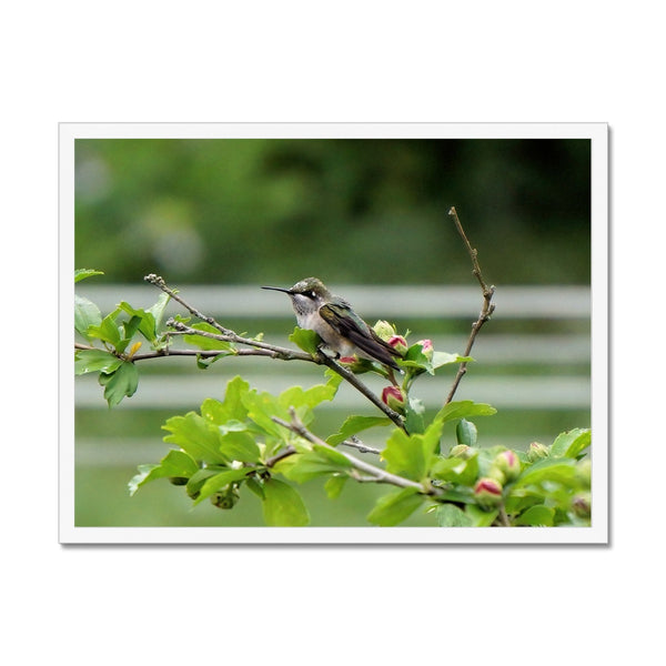 Hummingbird Buds Framed Print