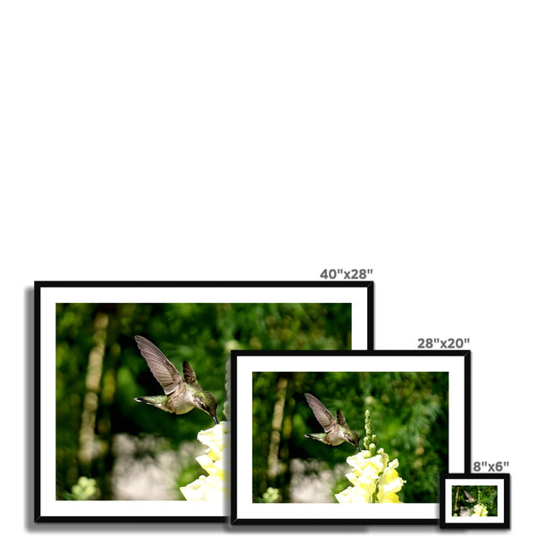 Snappy Light Hummingbirds Framed & Mounted Print