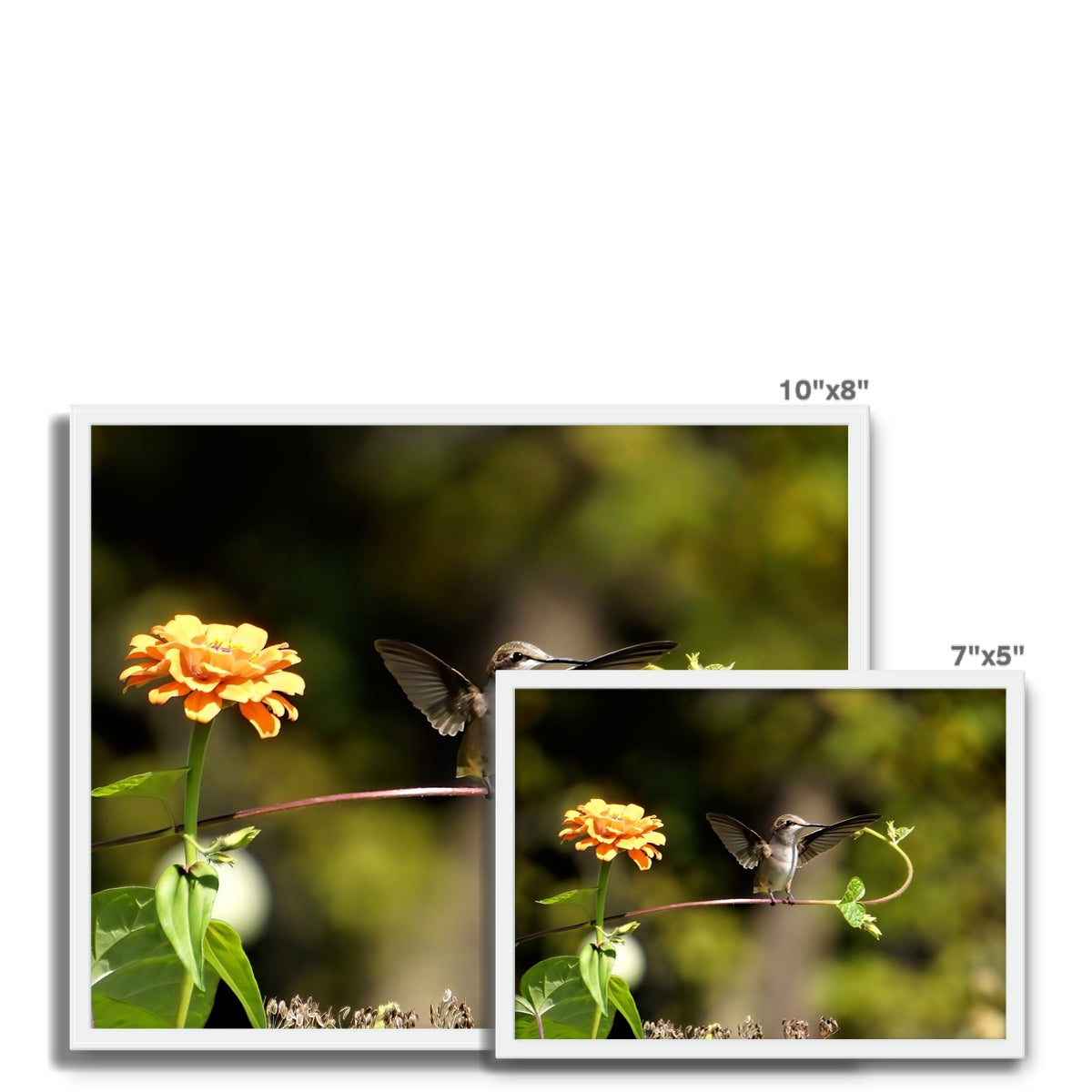 Hummingbird Stretch Framed Photo Tile