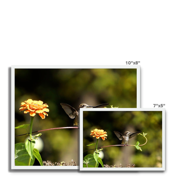 Hummingbird Stretch Framed Photo Tile
