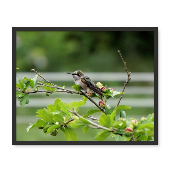Hummingbird Buds Framed Photo Tile