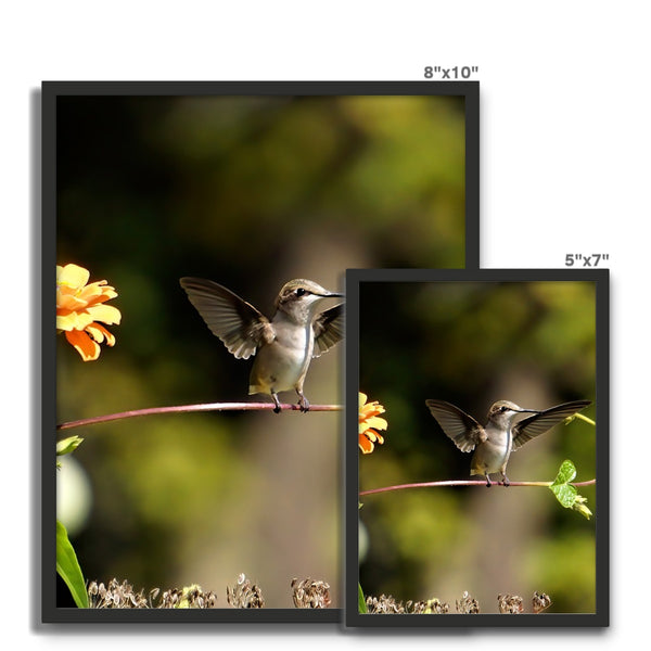 Hummingbird Stretch Framed Photo Tile